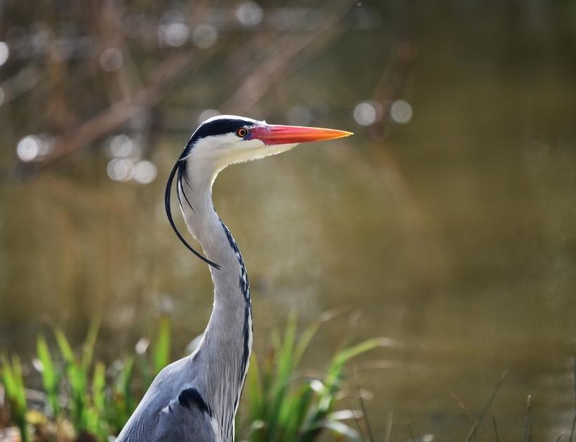 Grey Heron Bird Spiritual Meaning