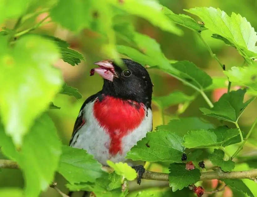 Grosbeak Spirits and Their Significance