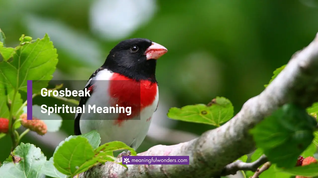 Grosbeak Spiritual Meaning