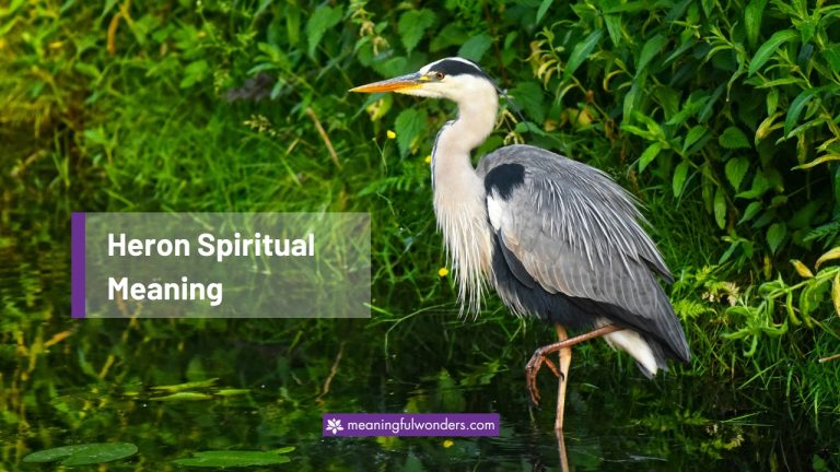 8 Heron Spiritual Meaning (Symbols of Wisdom and Strength)