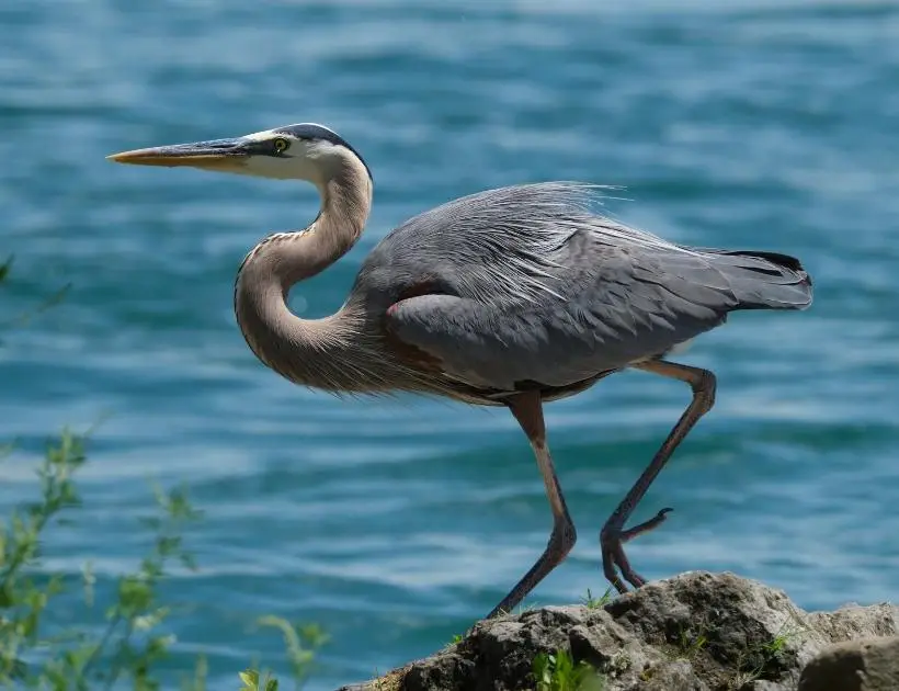 Heron Totem Animal