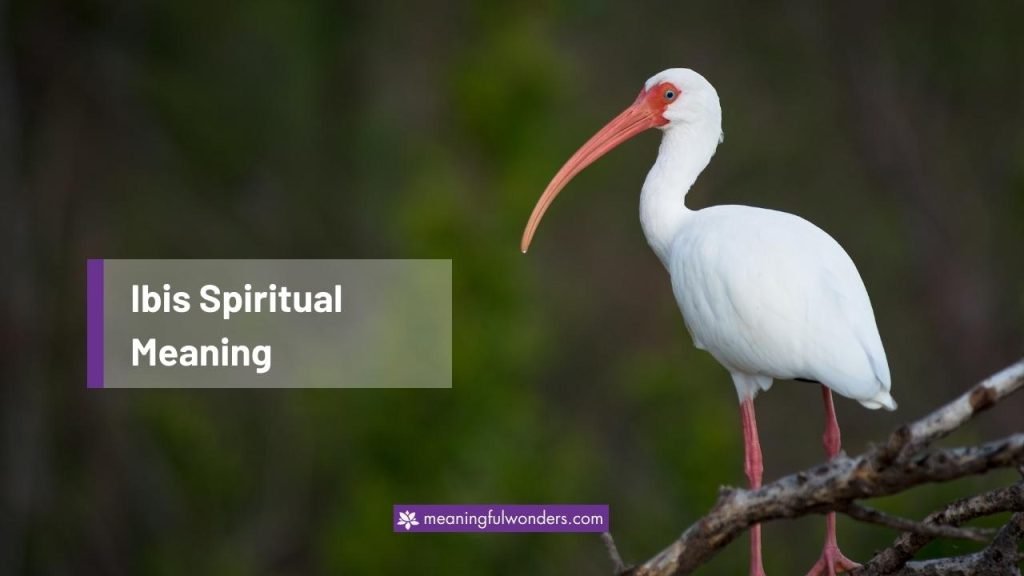 Ibis Spiritual Meaning: A Guide To Navigate Your Life