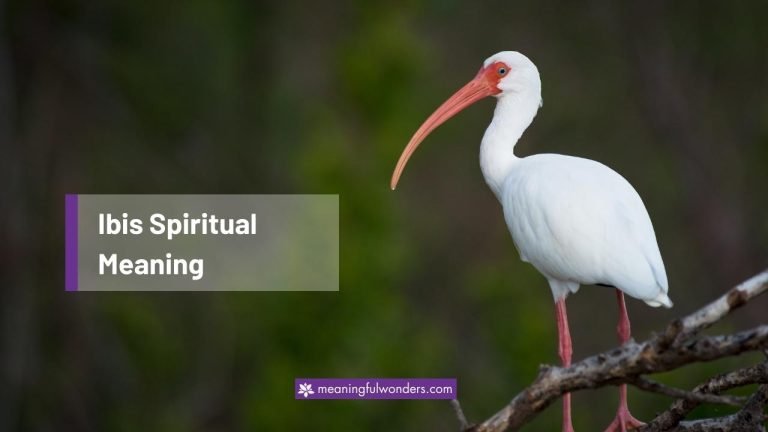 Ibis Spiritual Meaning: A Guide to Navigate Your Life