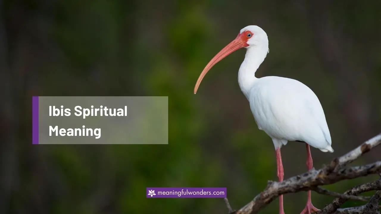 Ibis Spiritual Meaning