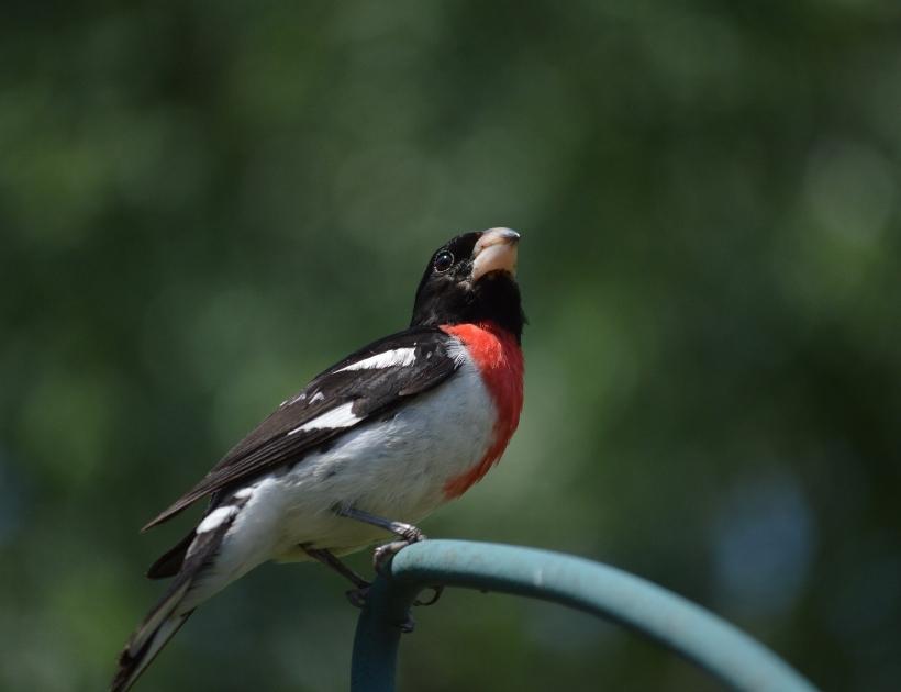 Interesting Facts About Grosbeaks