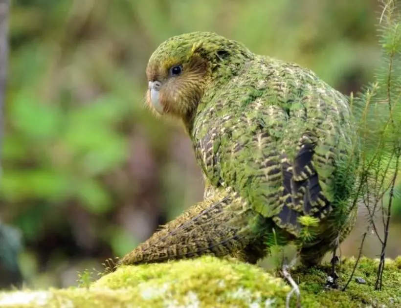 Kakapo Encounters and Omens