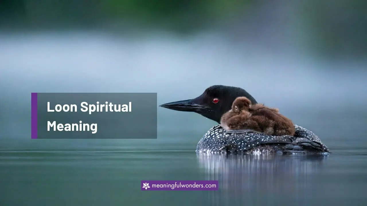 Loon Spiritual Meaning: Symbols of Power and Strength