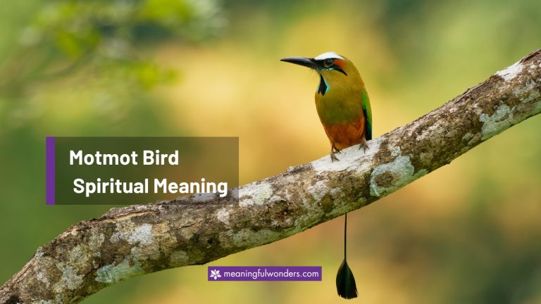 Motmot Bird Spiritual Meaning: Focus on the Positive Life