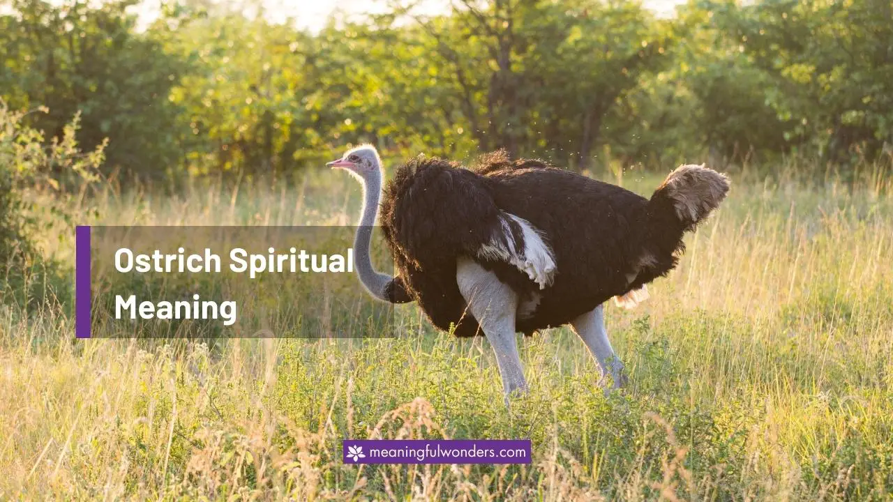 Ostrich Spiritual Meaning