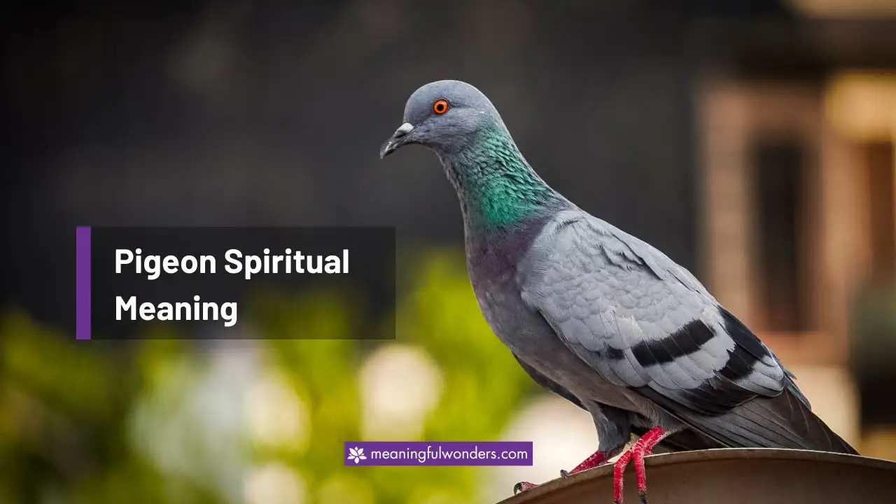 Pigeon Spiritual Meaning