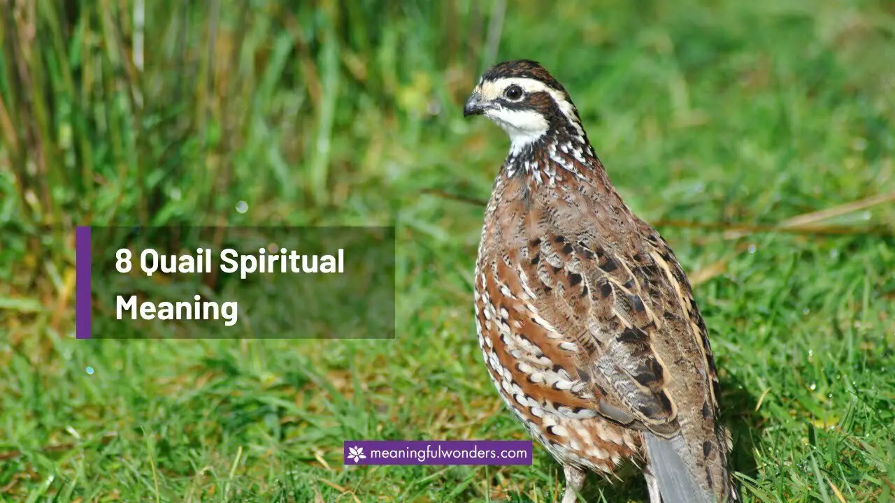 Quail Spiritual Meaning