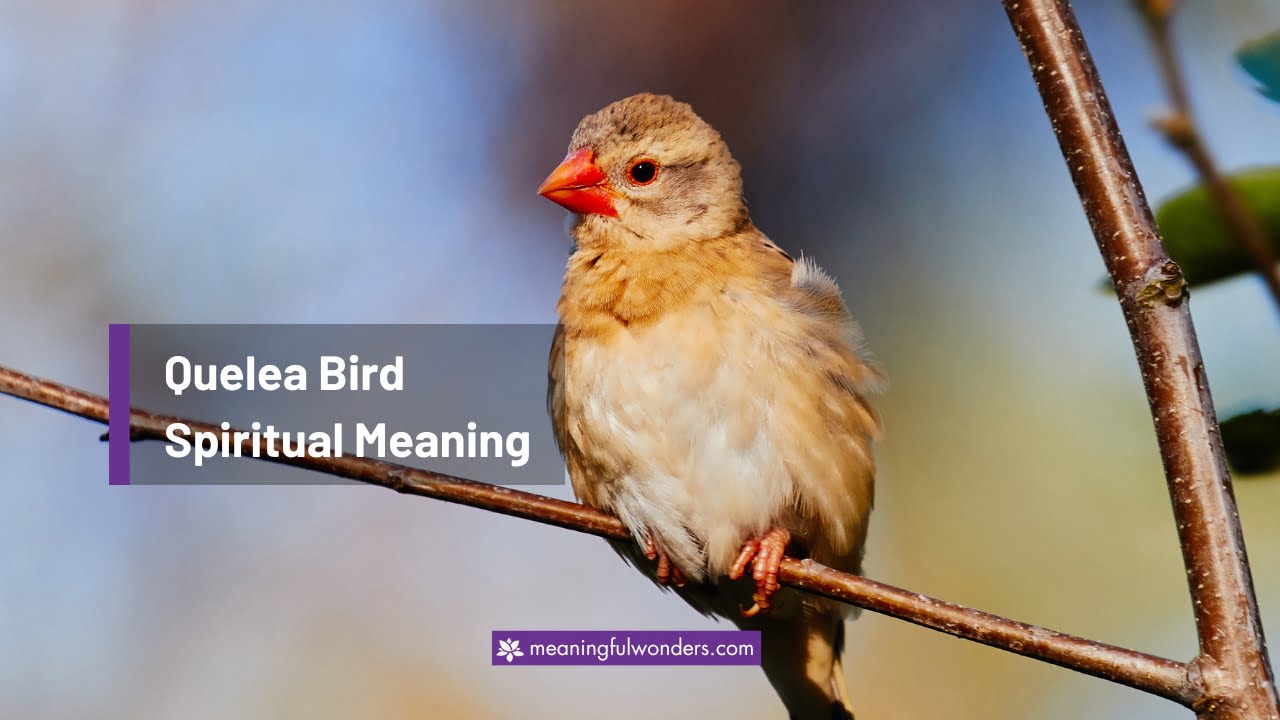 Quelea Bird Spiritual Meaning
