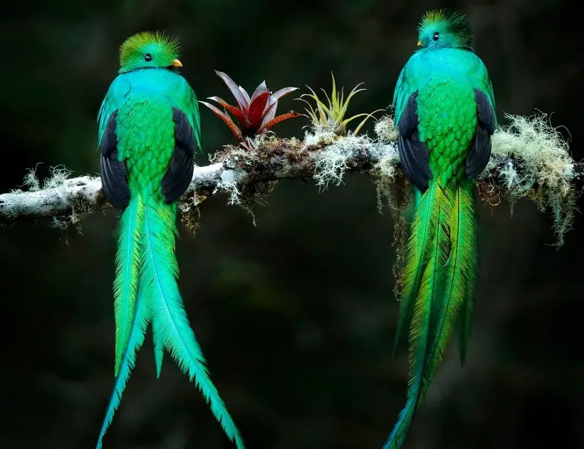 Quetzal Bird Encounters and Omens