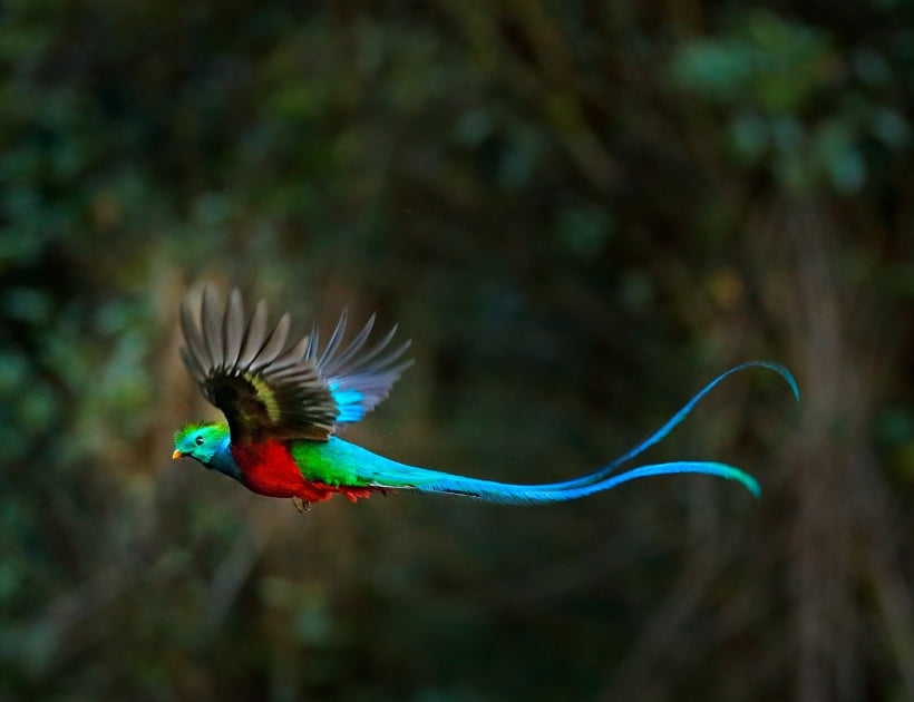 Quetzal Bird Spirit Animal