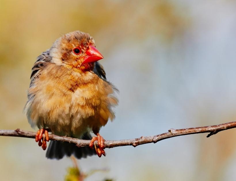 Red Quelea Bird Symbolism