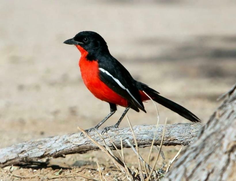 Red Shrike Bird Symbolism