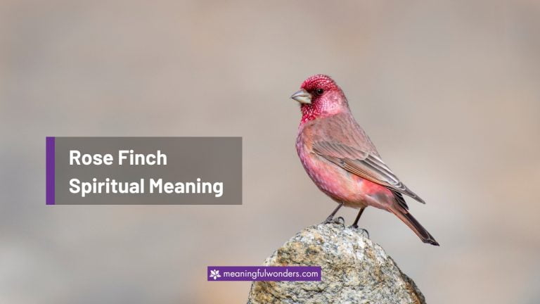 Rose Finch Spiritual Meaning: Hope for a Brighter Future