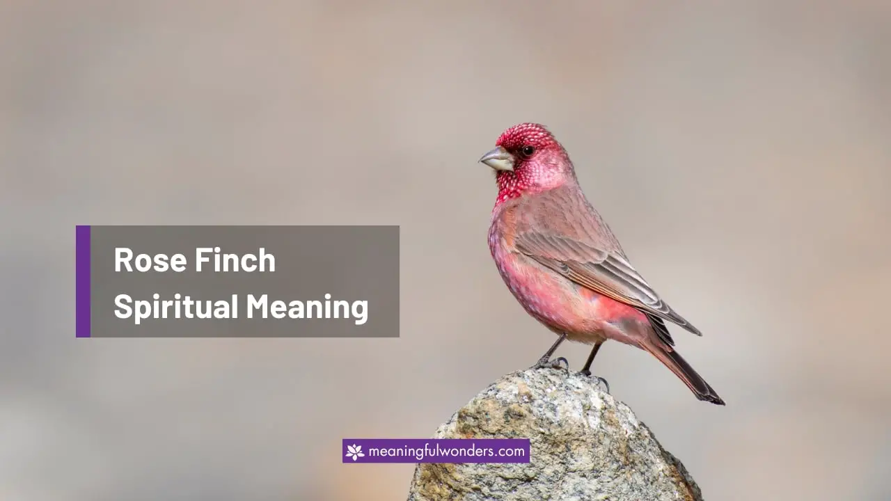 Rose Finch Spiritual Meaning