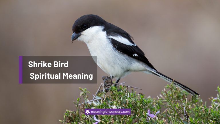 Shrike Bird Spiritual Meaning: Explore the Powerful Meanings