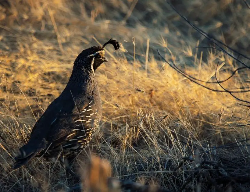 Significance Of Quail Animal Totem