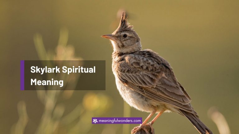 Skylark Spiritual Meaning: 8 Powerful Sign You Should Know