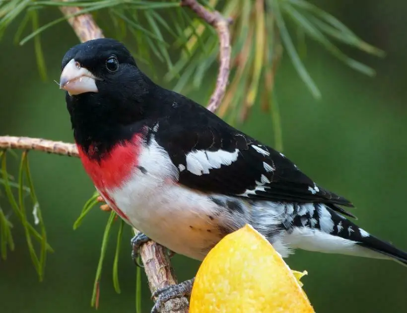 Symbolism Behind Grosbeak Tattoos