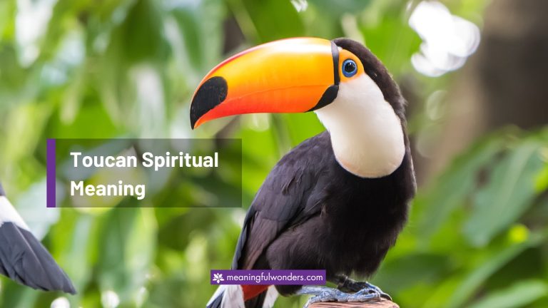 Toucan Spiritual Meaning: 8 Wonders of this Majestic Bird