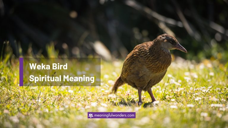 Weka Bird Spiritual Meaning: Symbol of Strength and Power