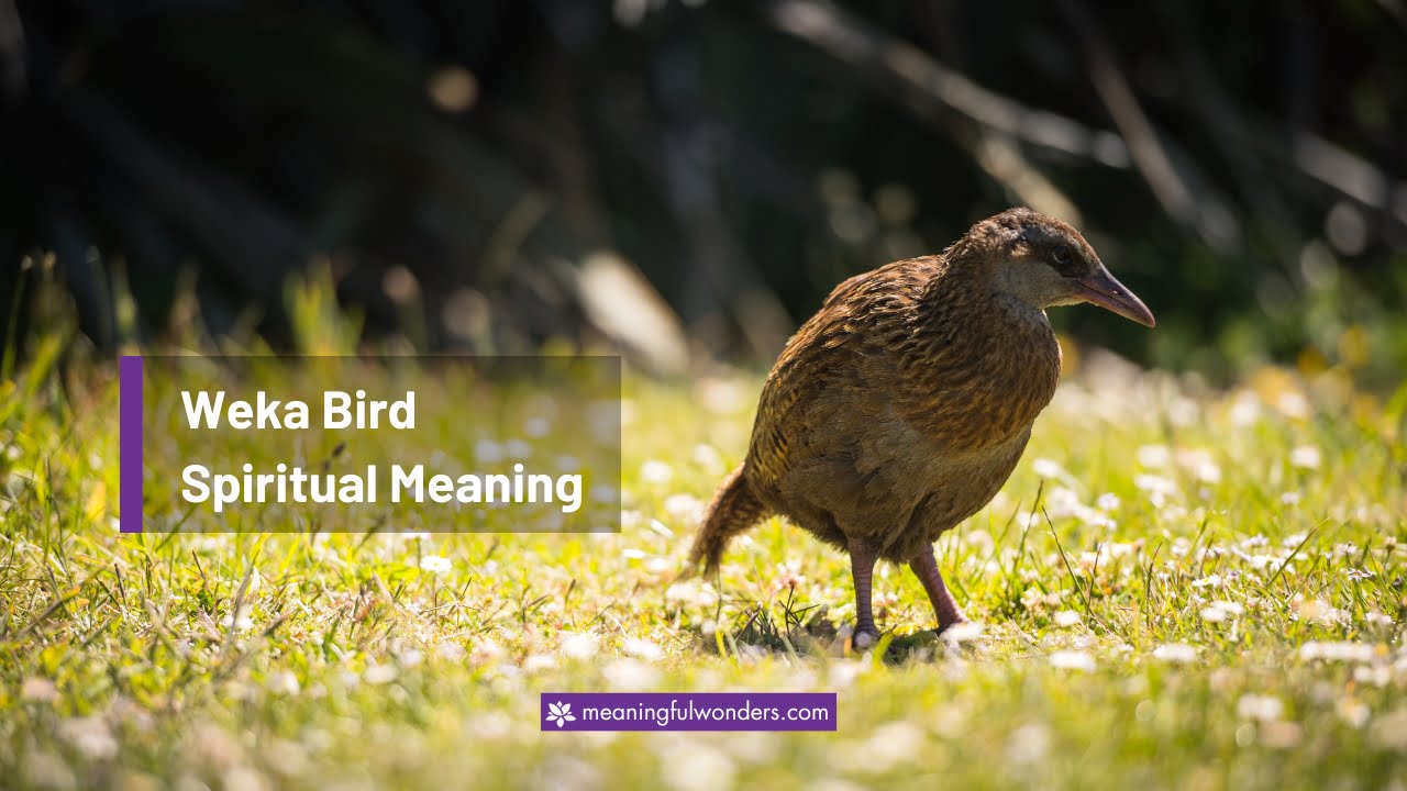 Weka Bird Spiritual Meaning