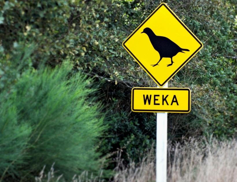 Weka Bird Totem Animal