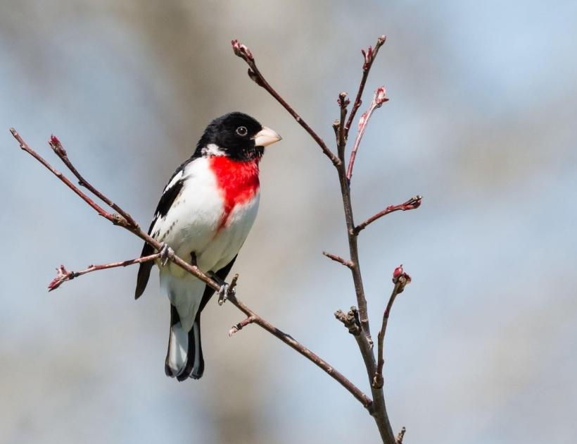 White Grosbeak Symbolism