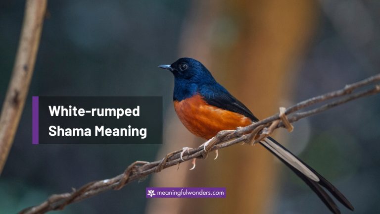 White-rumped Shama Spiritual Meaning:  8 Inspiration for Life