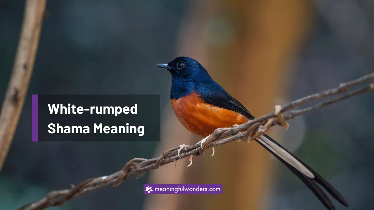 White-rumped Shama Spiritual Meaning