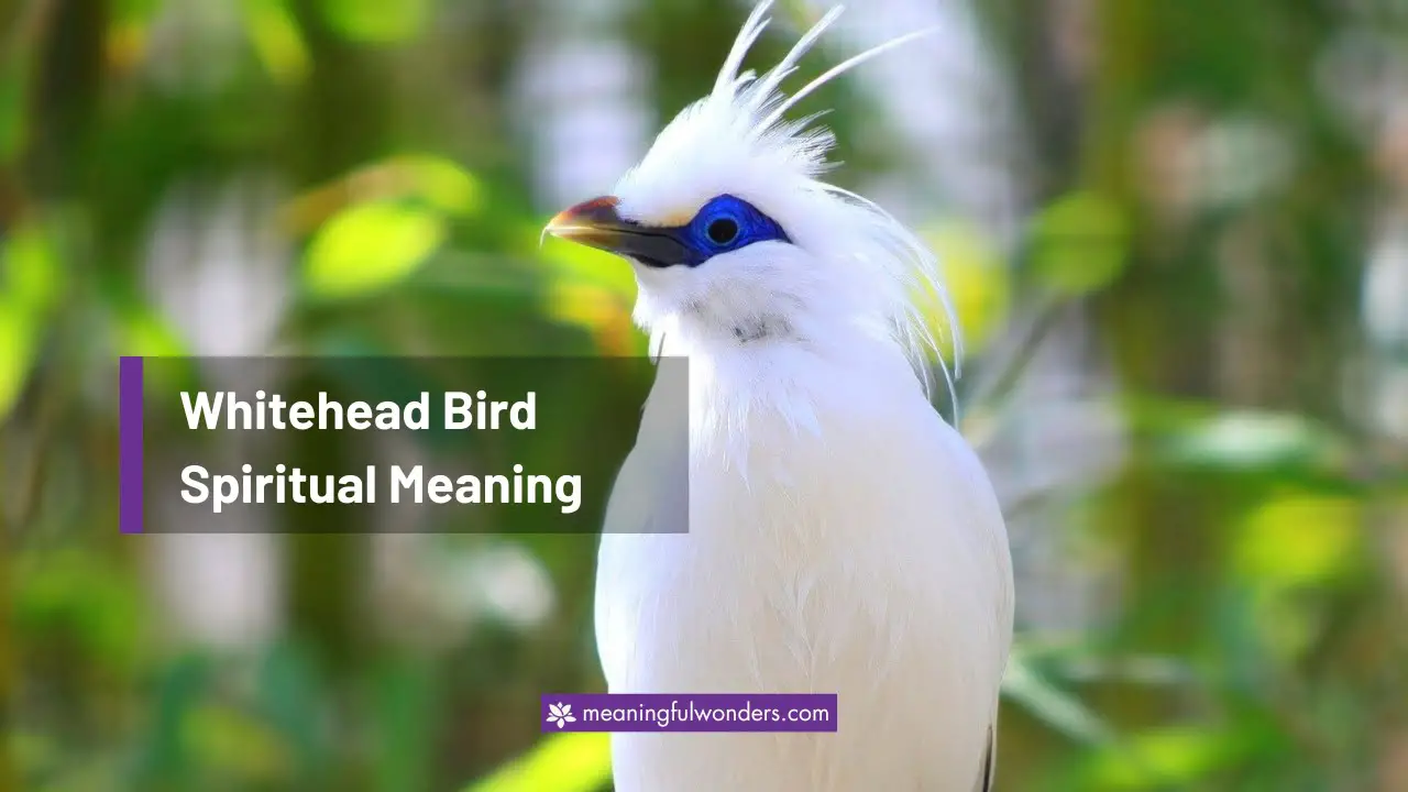 Whitehead Bird Spiritual Meaning