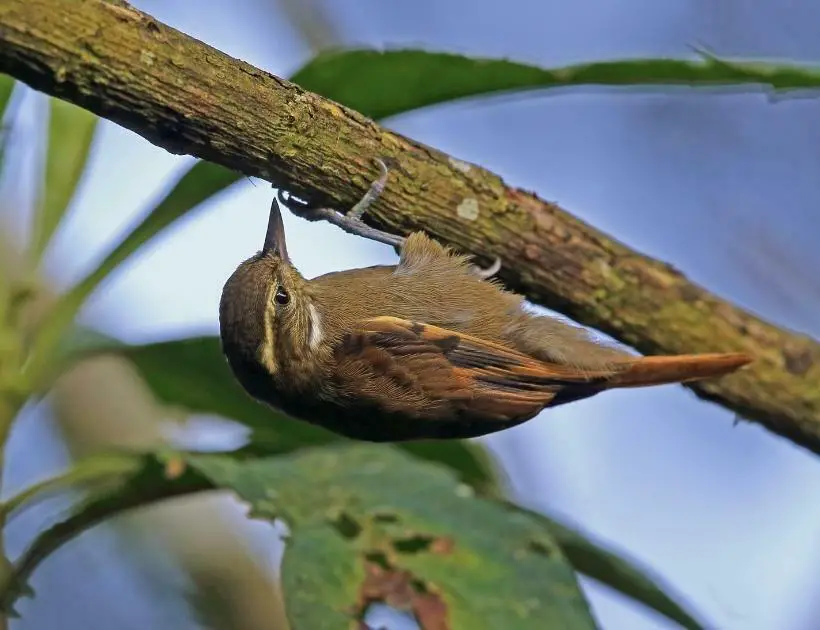 Xenops Bird Encounters and Omens