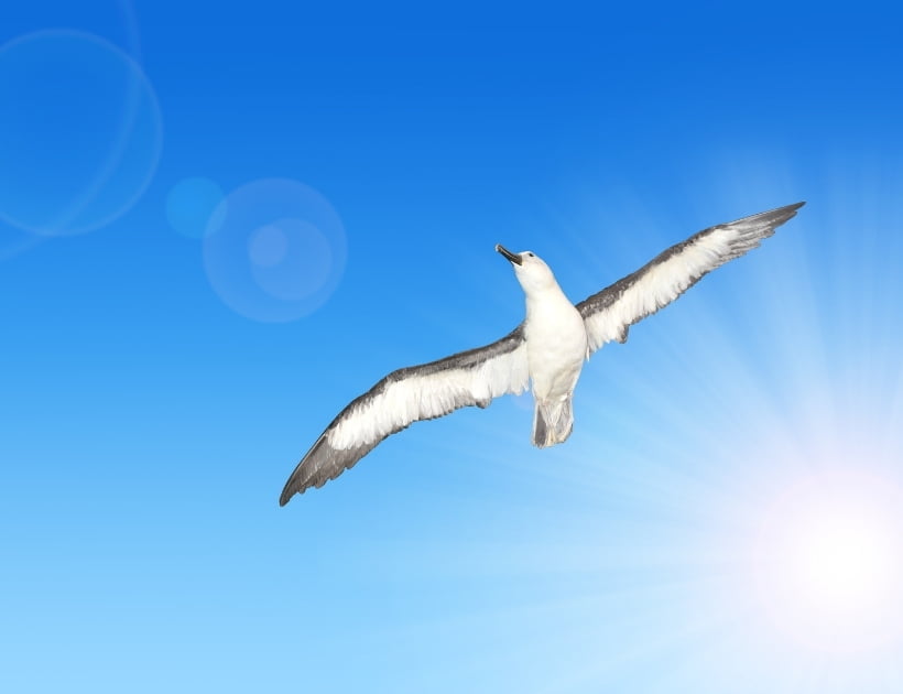 Albatross Spirit Animal