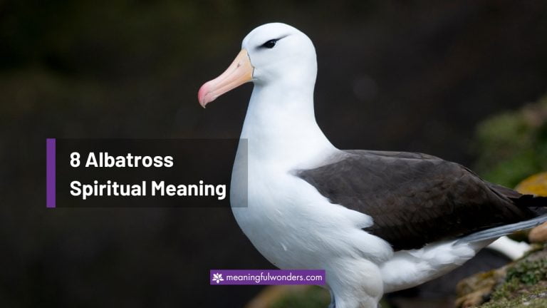 Albatross Spiritual Meaning: Symbol of Growth & Protection