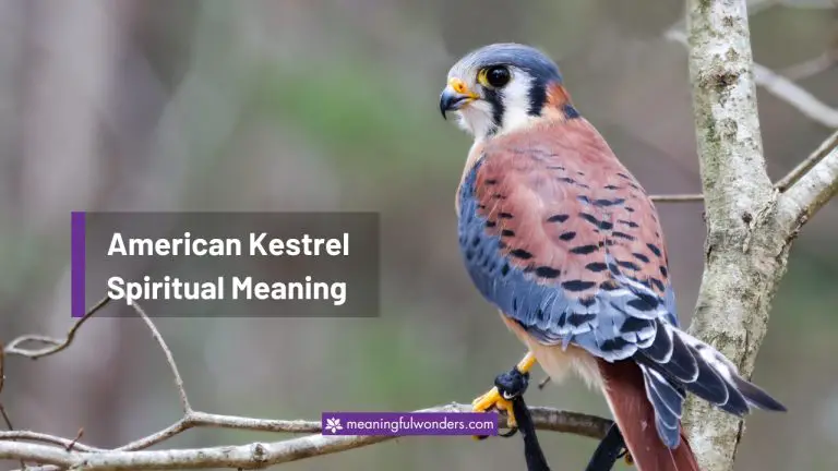 American Kestrel Spiritual Meaning: Strive for More in Life