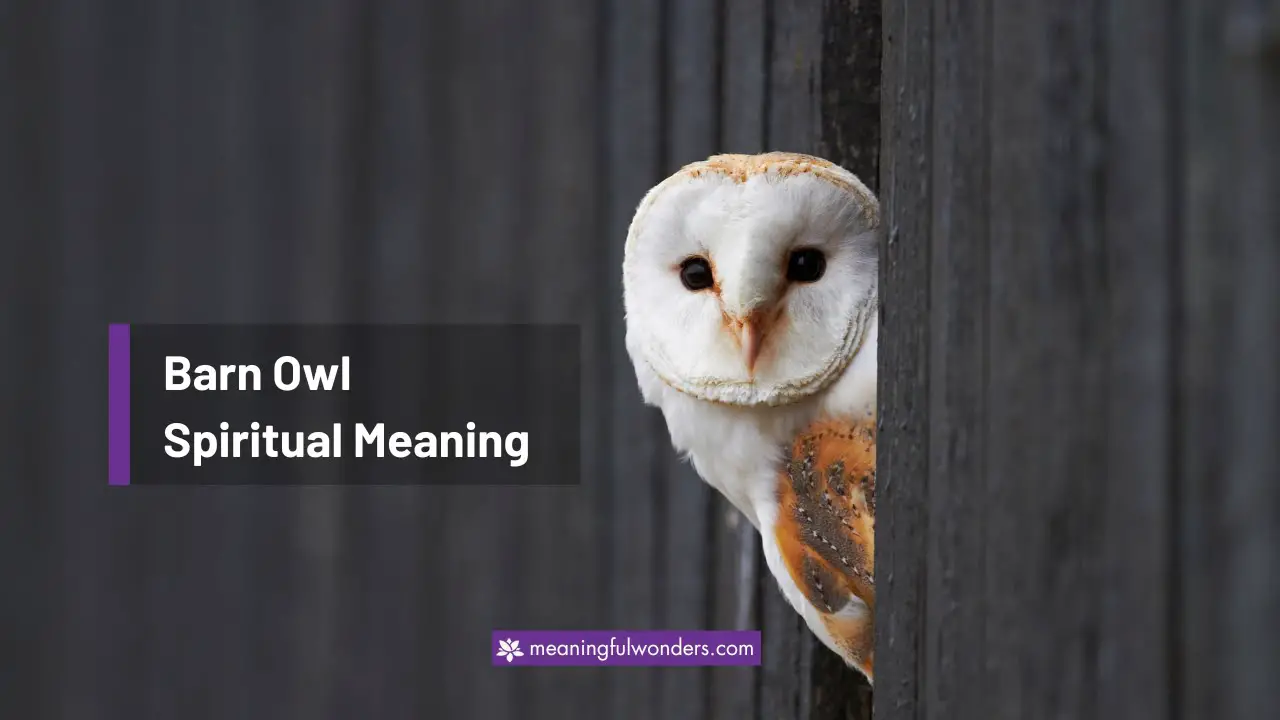 Barn Owl Spiritual Meaning