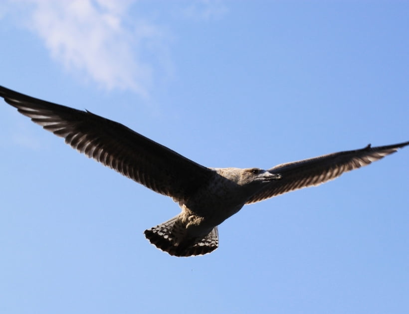 Black Albatross Symbolism
