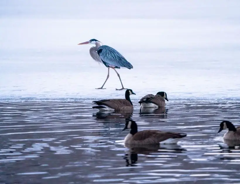 Blue Heron Bird Spiritual Meaning