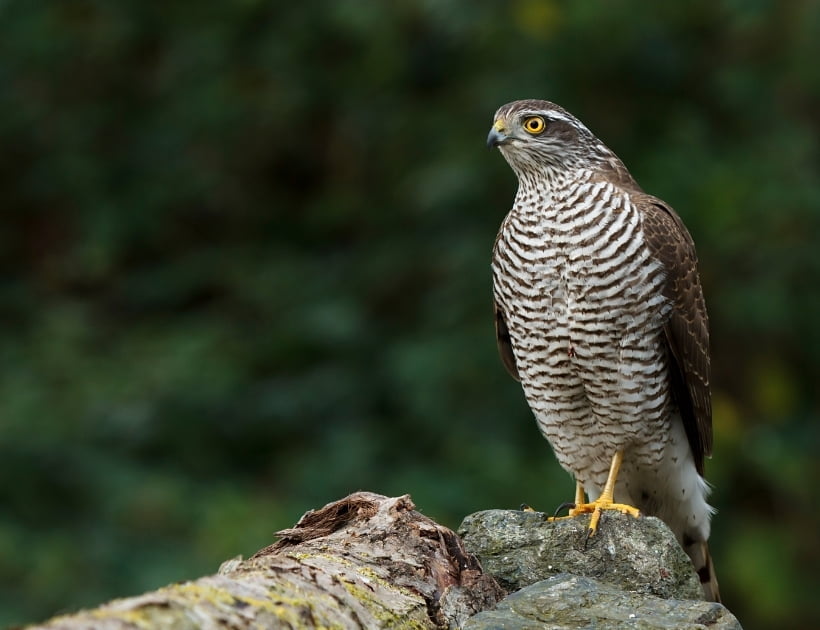 Brown Sparrow Hawk Meaning