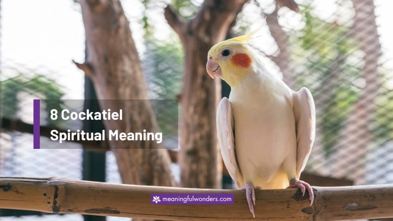 Cockatiel Spiritual Meaning: Make Positive Life Changes