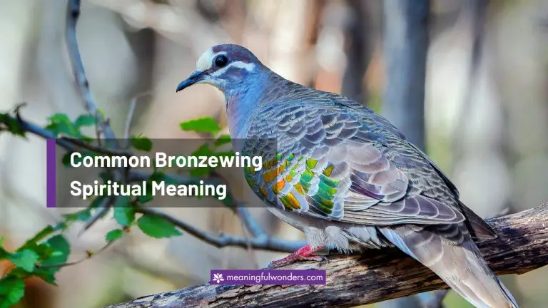 8 Common Bronzewing Spiritual Meaning: Protection & Healing