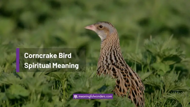 Corncrake Bird Spiritual Meaning: Stay True and Open-minded
