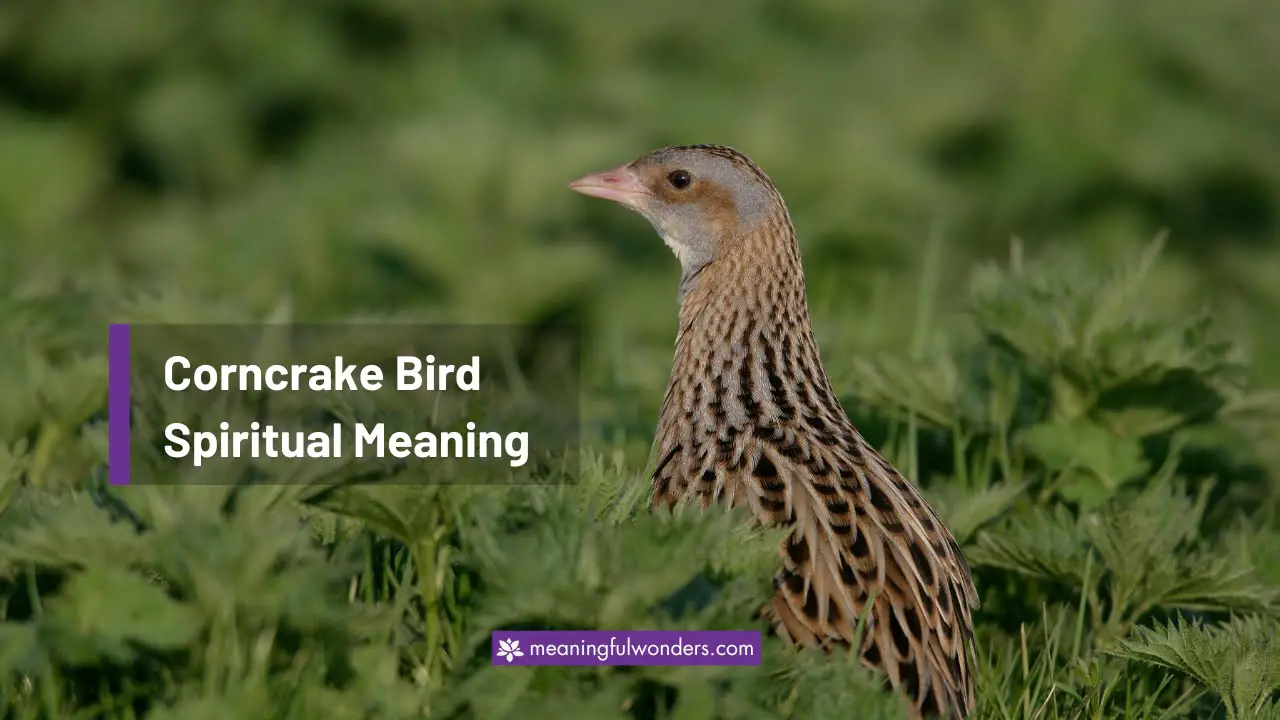 Corncrake Bird Spiritual Meaning