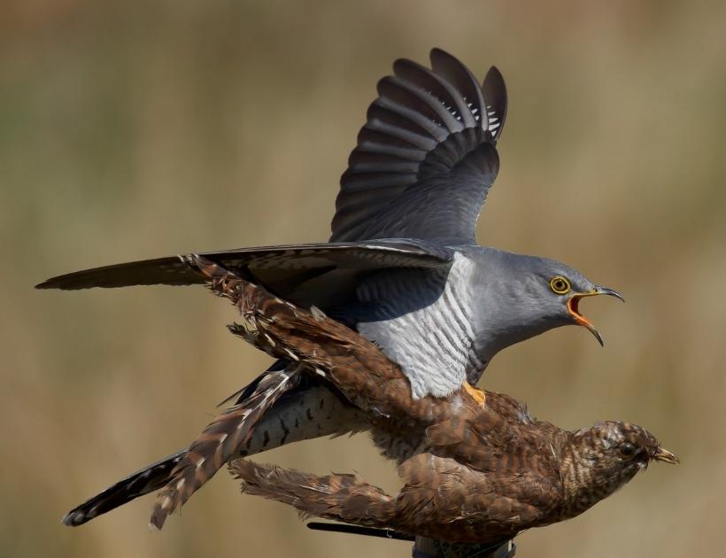 Cuckoo As a Power Animal