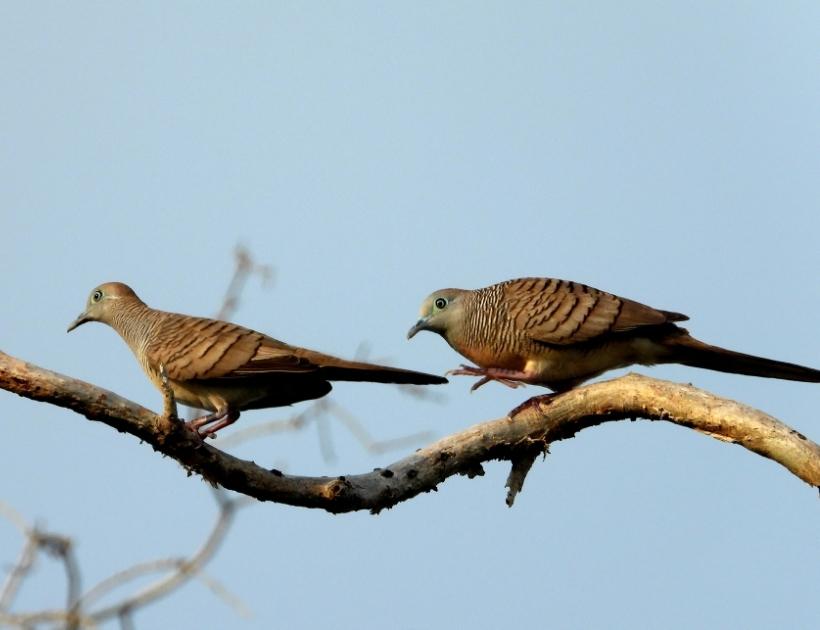 Cuckoo Encounters and Omens