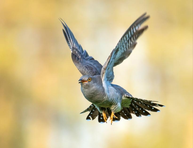 Cuckoo Totem Animal