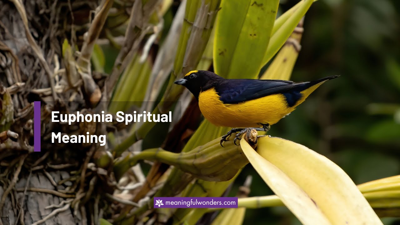 Euphonia Spiritual Meaning